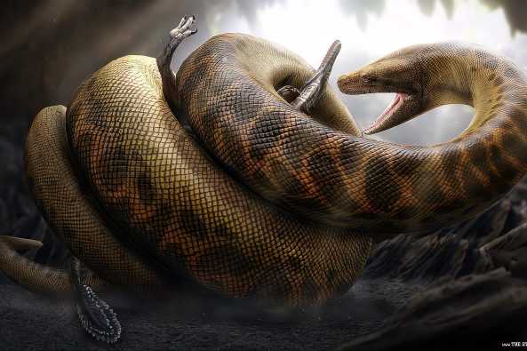巨蛇恐怖视频真实,巨蛇的恐怖秘密