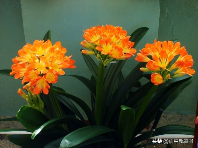 君子兰怎么养才能开得更好,君子兰怎么养才是最好而且能养活