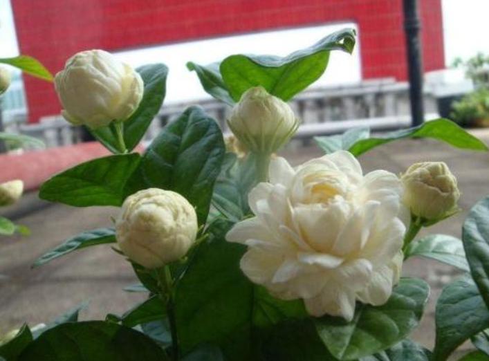 新手养花必须知道的技巧,简单实用低成本自制养花肥料