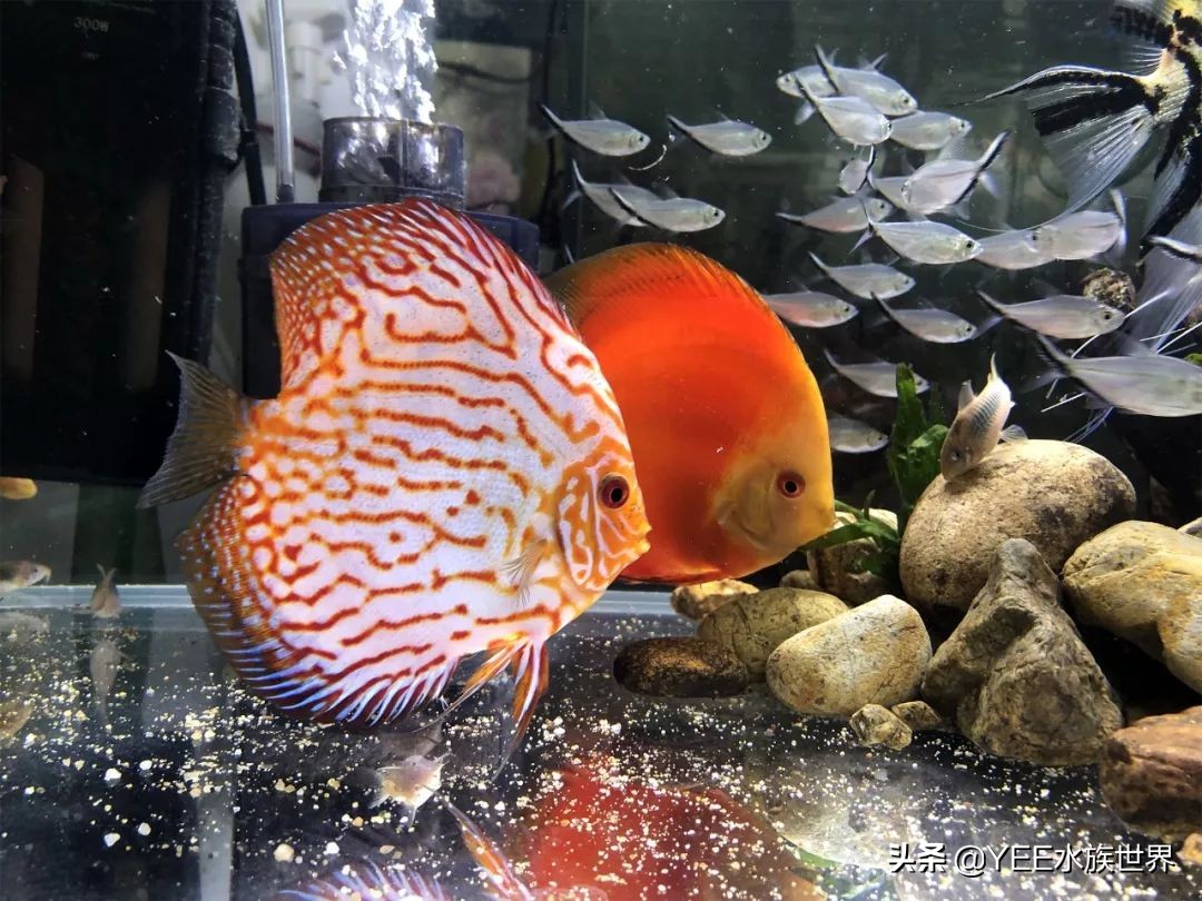 建议穷人养的10种中型热带鱼,超难养的宠物
