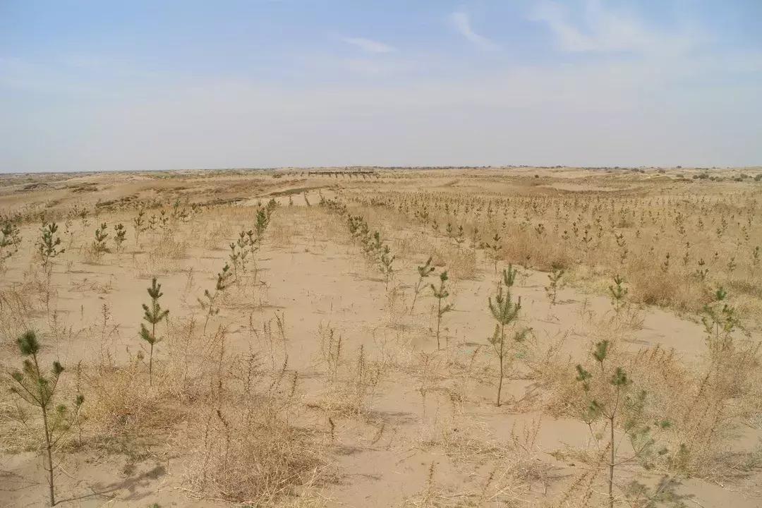 seeds丨走，去中国北疆种一棵圣诞树！