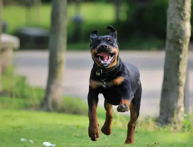 45种名犬大全,72种名犬图片附介绍