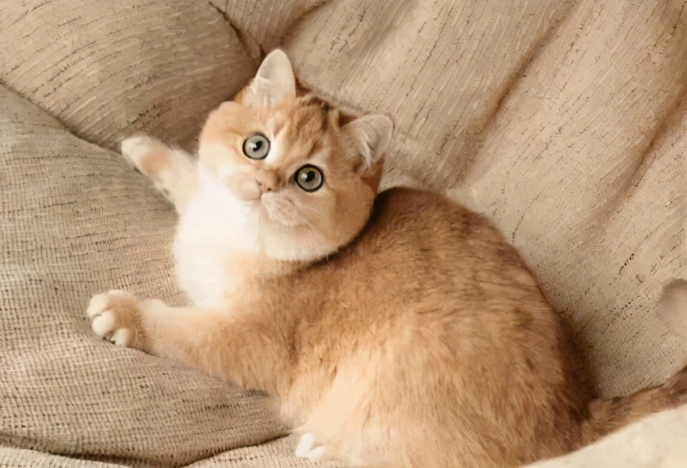 常见的猫咪品种,猫咪常见品种