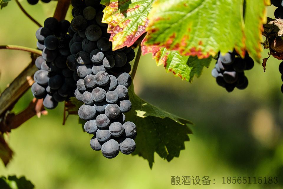 家用小型酿酒设备和专业酿酒设备,家用微型酿酒设备图片