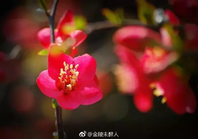 濡備綍鍖哄垎妯辫姳妗冭姳姊ㄨ姳鏉忚姳娴锋,妯辫姳妗冭姳鏉庤姳鏉忚姳濡備綍鍖哄垎