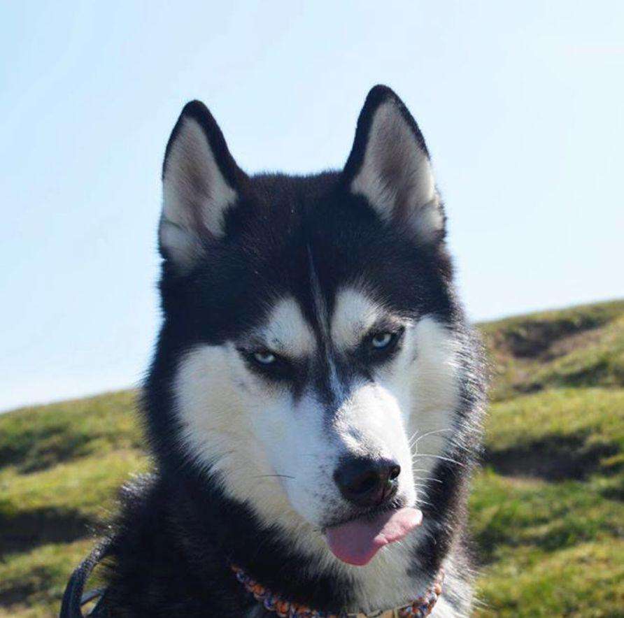 铲屎官必备的几种宠物神器,铲屎官必备养狗神器