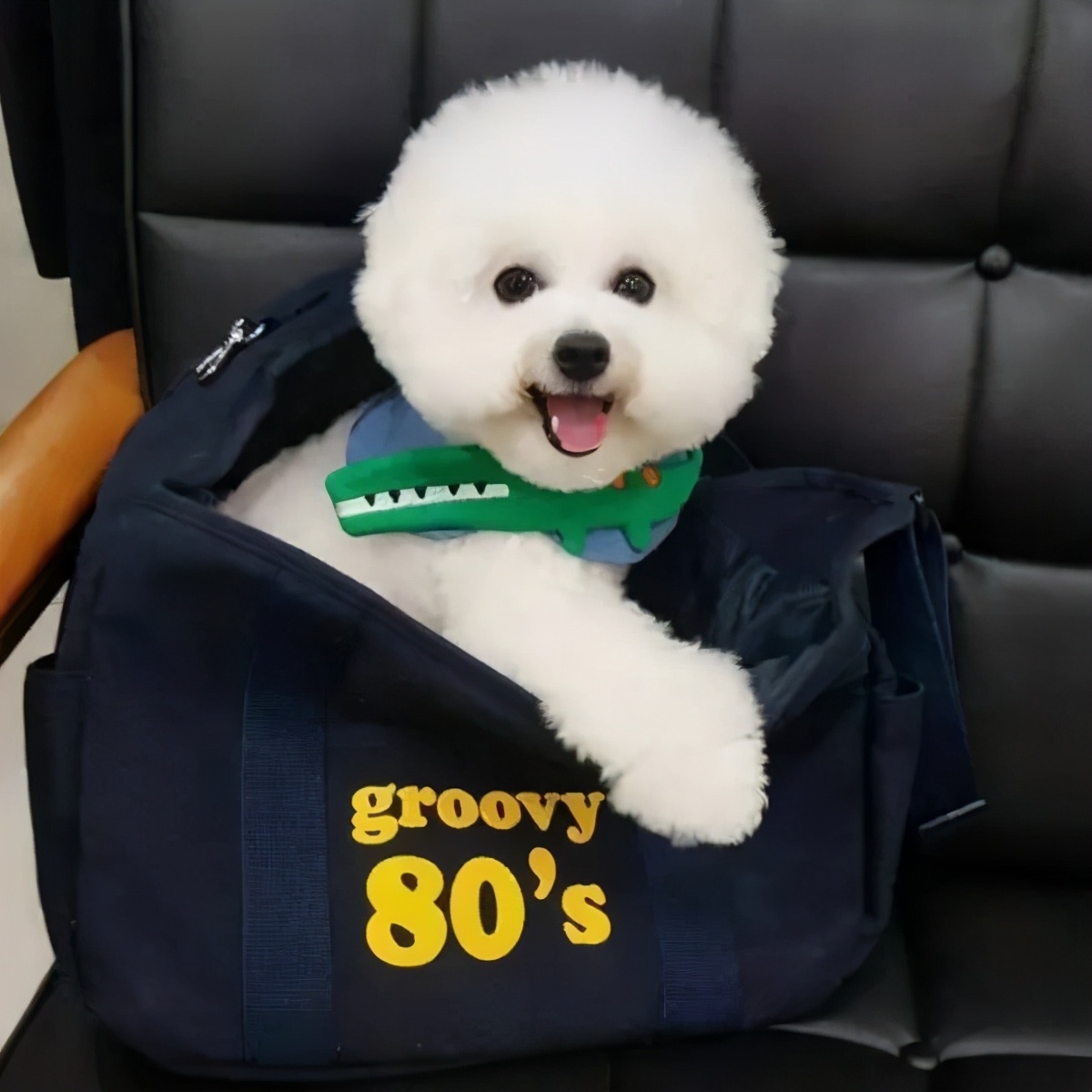 比熊总用舌头舔主人是怎么回事,比熊喜欢舔主人的脚是怎么回事