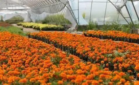 新兴网络行业创业项目,新兴的大学生创业项目是什么项目