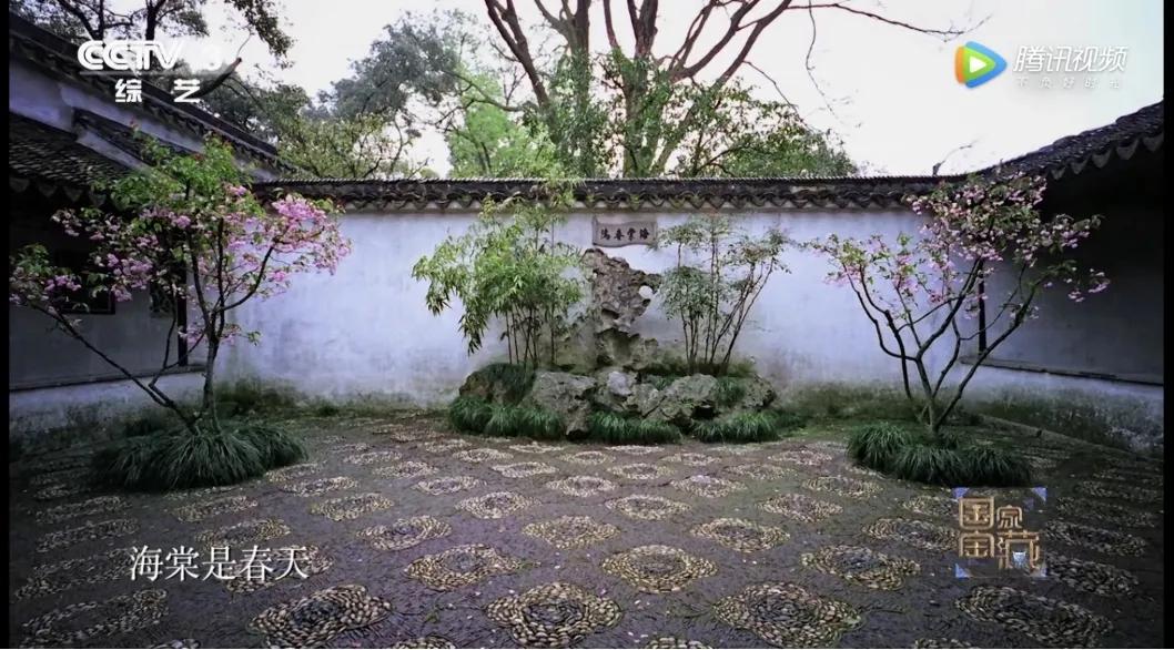 这株四百多年的紫藤，背后是整个江南园林