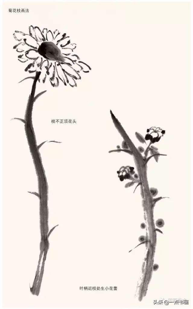 怎样画菊花国画,徐湛画菊花国画入门教程