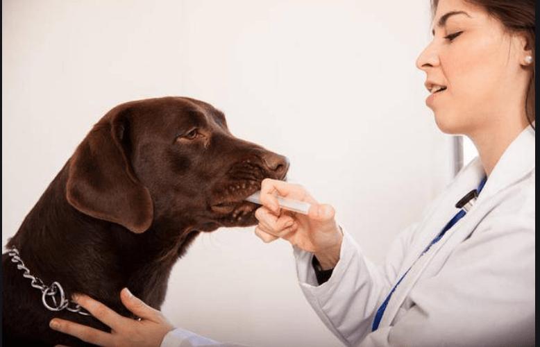 狗狗呕吐食物残渣怎么办,狗狗老是呕吐是怎么回事