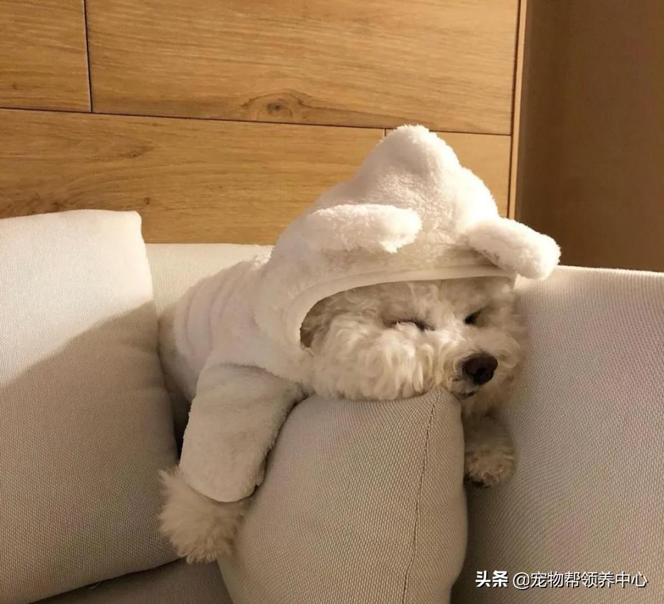 如何教比熊安静等待,比熊活蹦乱跳该怎么训练