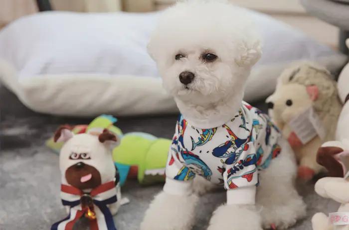 灰泰迪和白泰迪能配出什么颜色,红泰迪和灰泰迪生出来是什么颜色