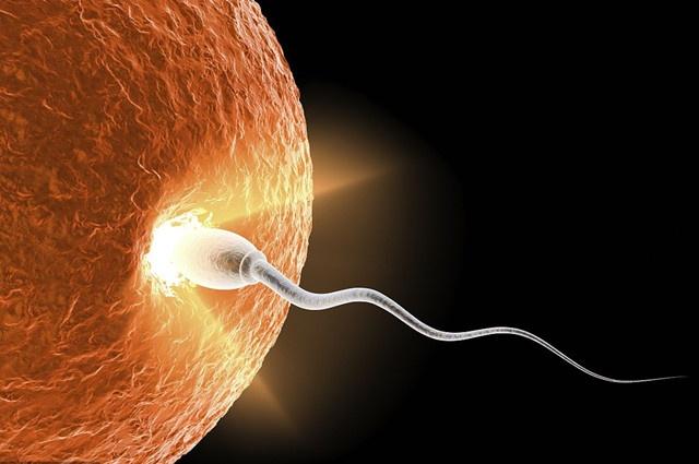 精子卵子结合十大征兆,精子和卵子结合过程有多艰难