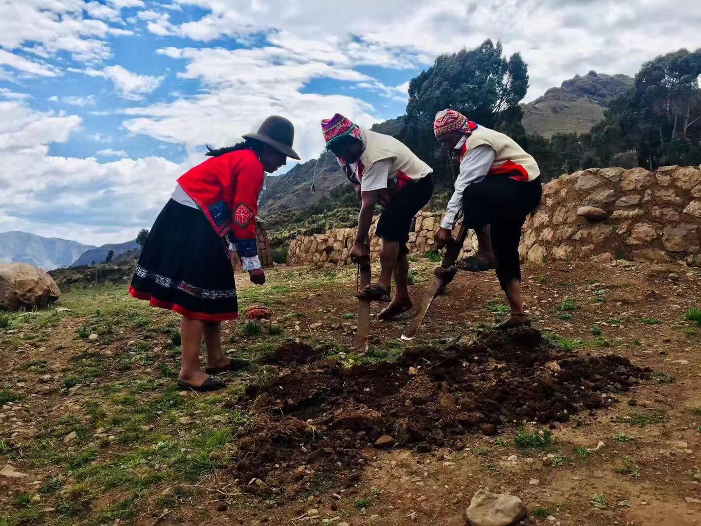 玛卡秘鲁,秘鲁玛咖