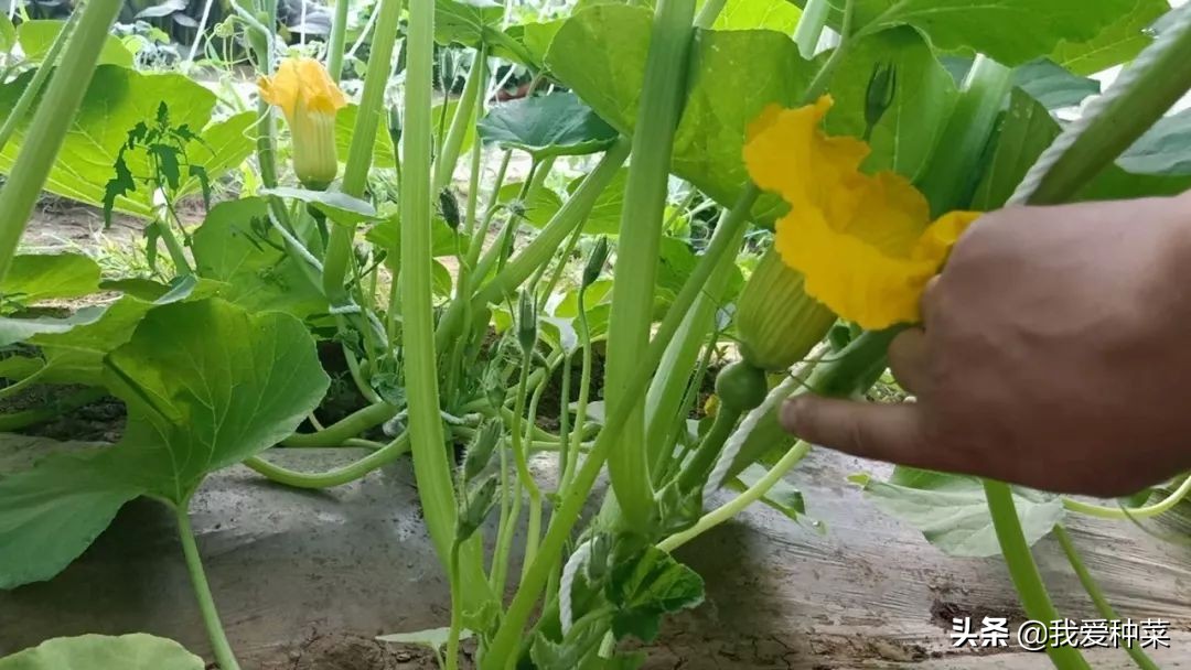 南瓜种植的方法和技术,详细讲解南瓜的种植技术