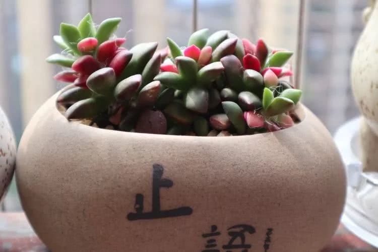 多肉名字怎么记,多肉的品种图片及名字寓意