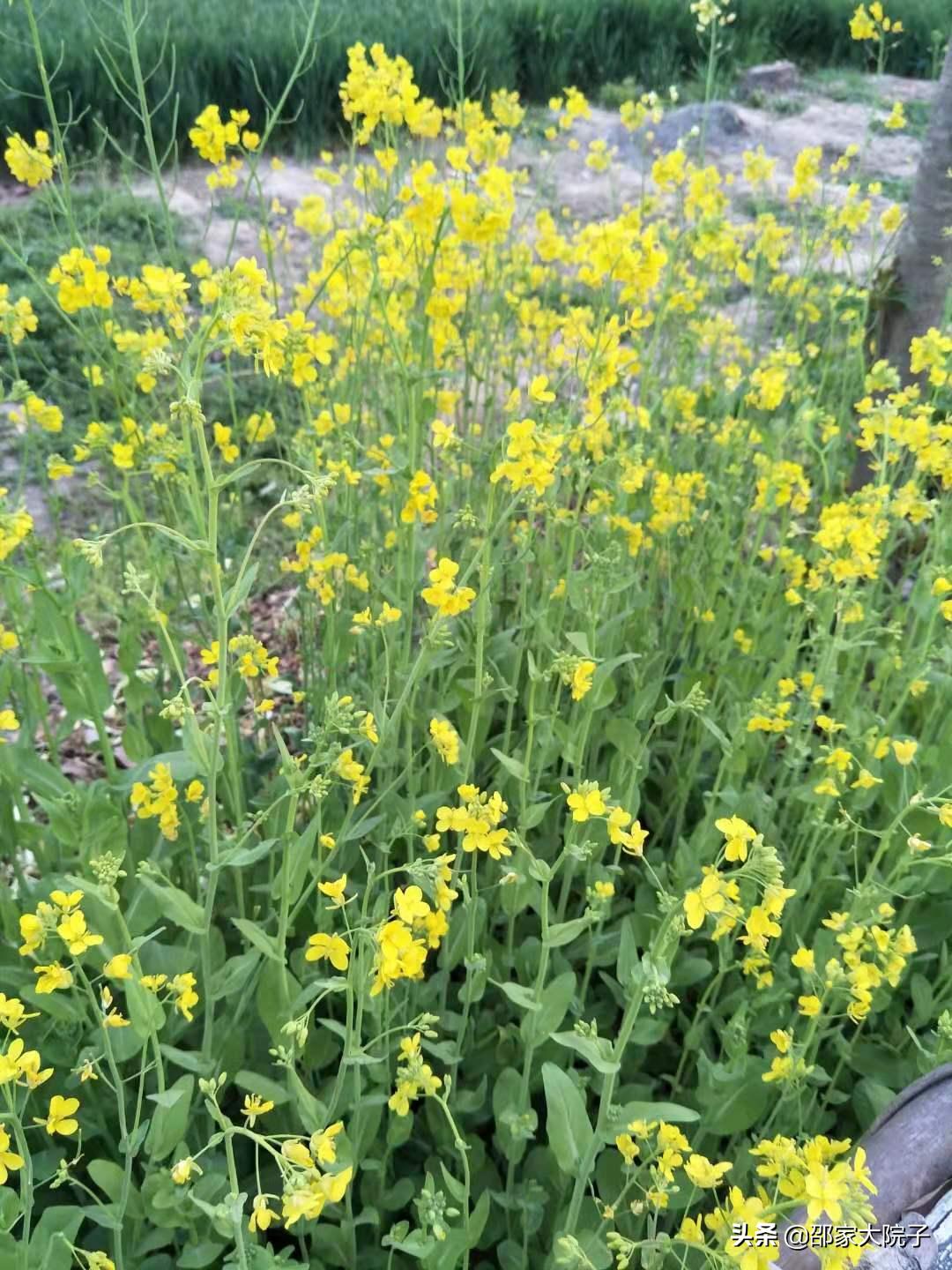 丰县农村老家,我的父亲母亲