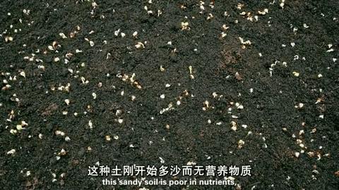 海豚“杰克”在暗礁海域为船只引航41年,爱让我们更懂得善待生命