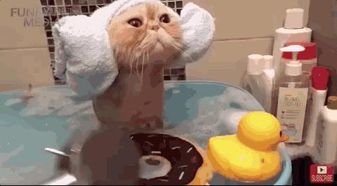 撸猫时千万要注意猫咪这四个动作,撸猫产生静电对猫有影响吗