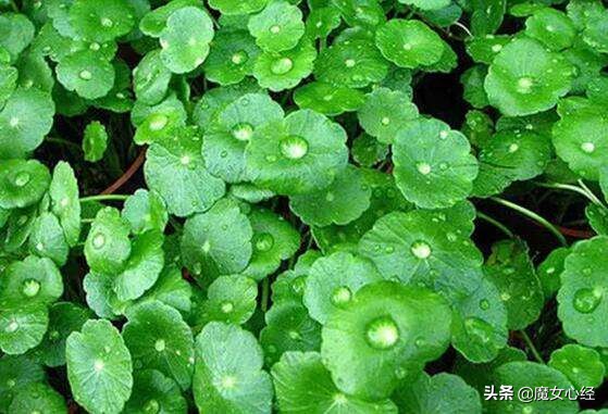 舒缓镇静的护肤品,能够修护皮肤肌底的护肤品成分