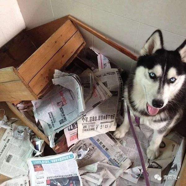 哈士奇为什么一直高高在上,为什么哈士奇每天都显得这么傻