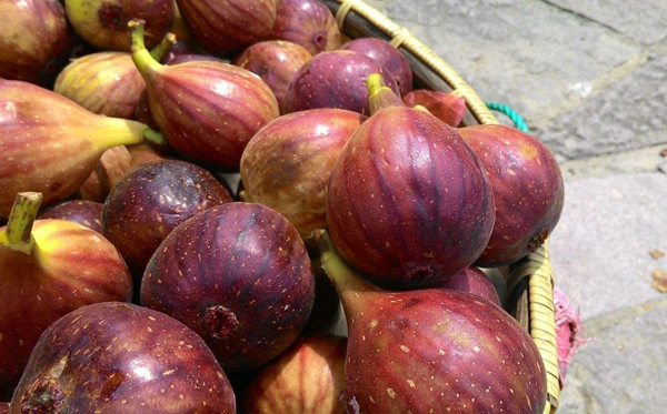 无花果怎样种植,无花果怎么栽培视频