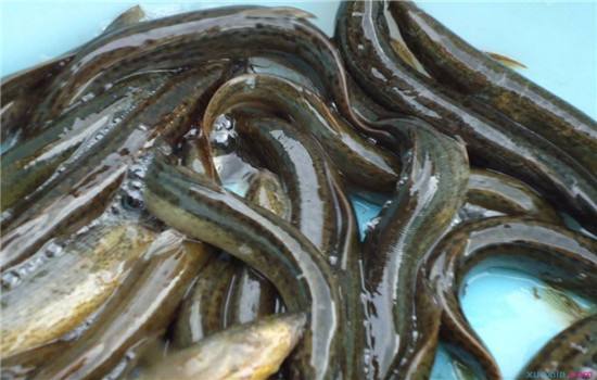 泥鳅的养殖成本大概是多少钱一亩,泥鳅养殖成本和利润大棚养殖泥鳅