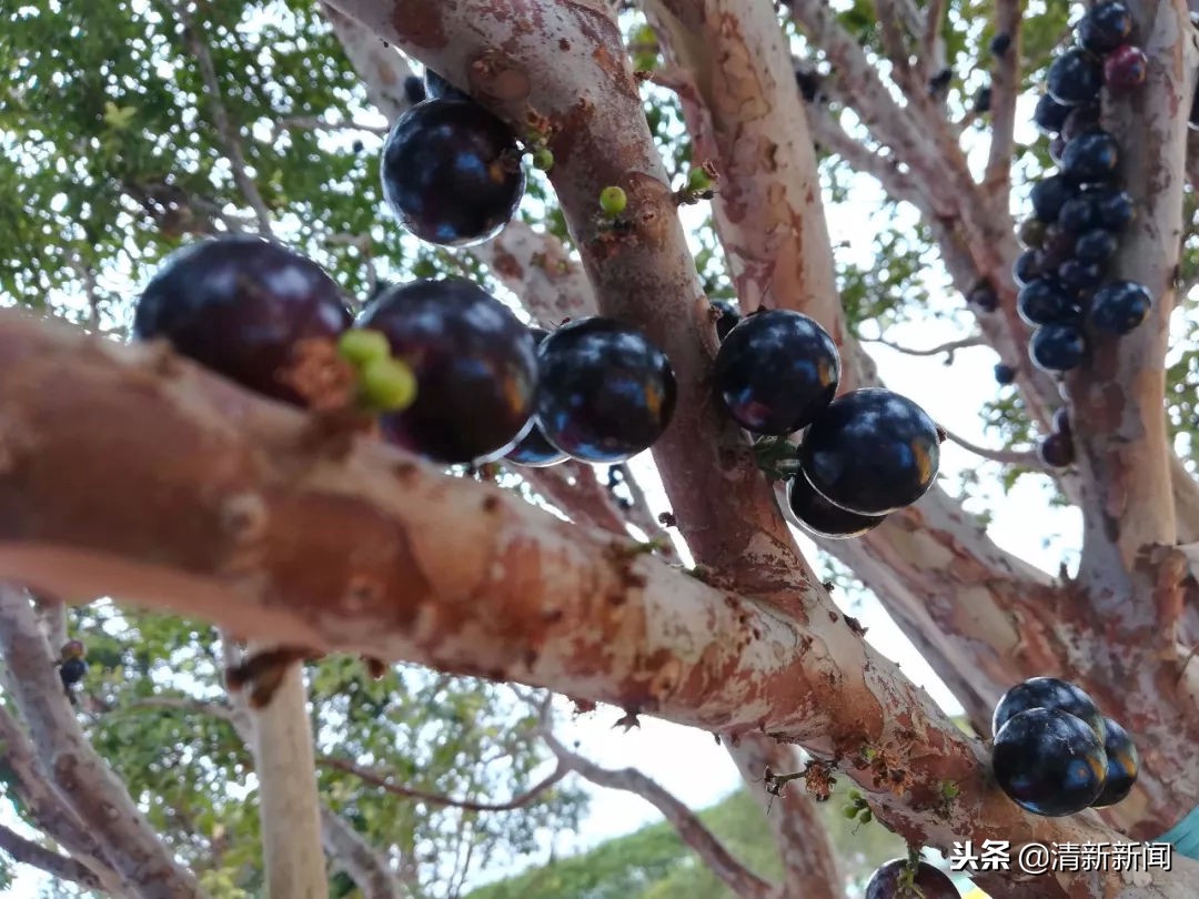 神奇!太平金门有种长在树干上的果子!