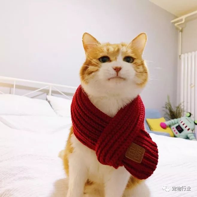 猫头部神经疾病,猫脑神经受损的原因