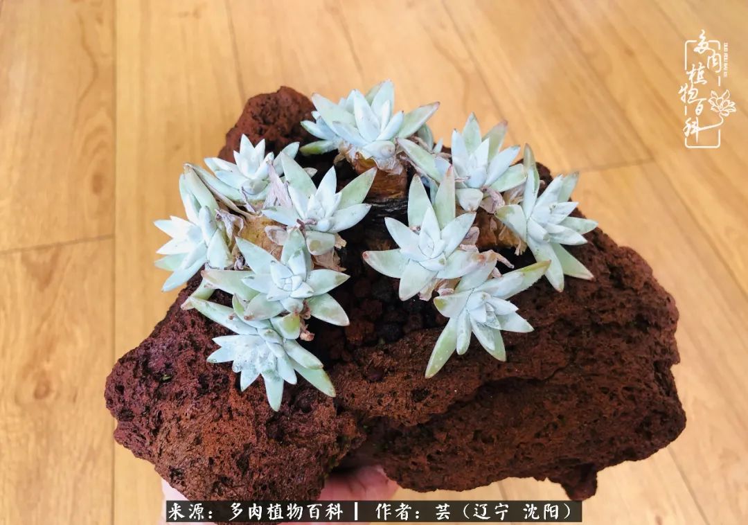 万物皆有灵性有因必有果,万物皆有灵性与生命