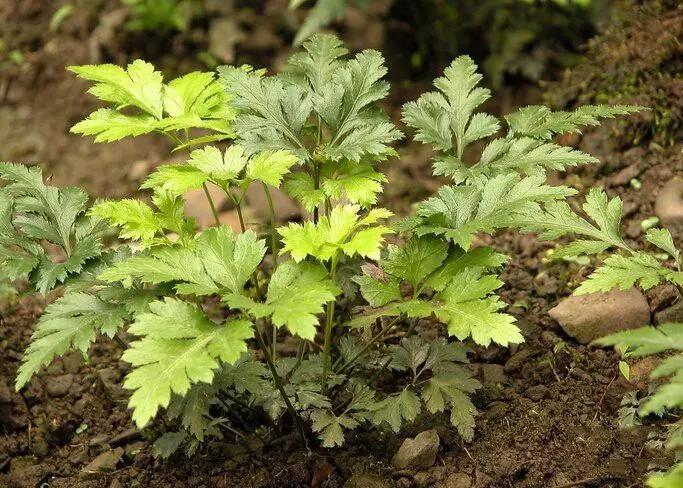 李东垣有一个经典名方升阳益胃汤,教授讲李东垣的升阳益胃汤