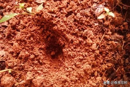 光棍树养殖方法,招财光棍树怎么样扦插