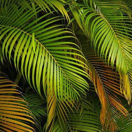 散尾葵叶子干枯怎么挽救,散尾葵叶子干枯怎么救