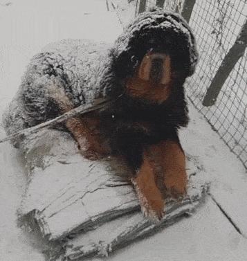 养狗后需要什么条件,养狗之后容易患上这几种病