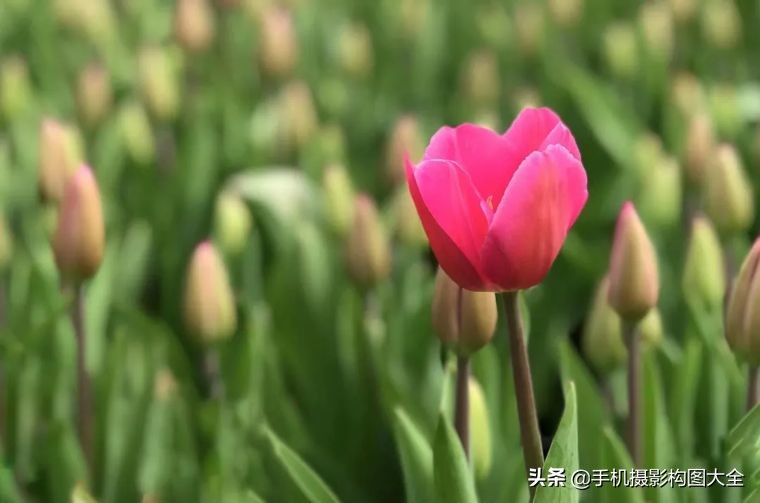 24-70拍人像使用技巧,24种手机拍摄技巧图片