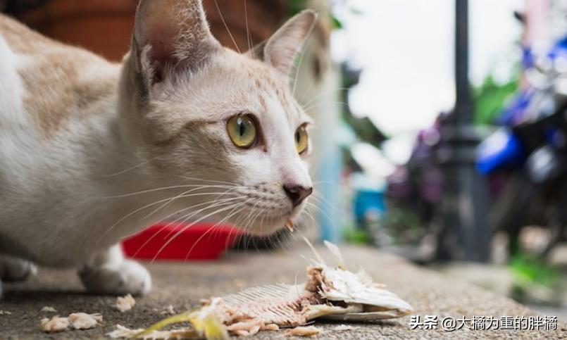 猫咪可以吃煎鱼会上火吗,猫咪可以吃鱼吗会不会卡住