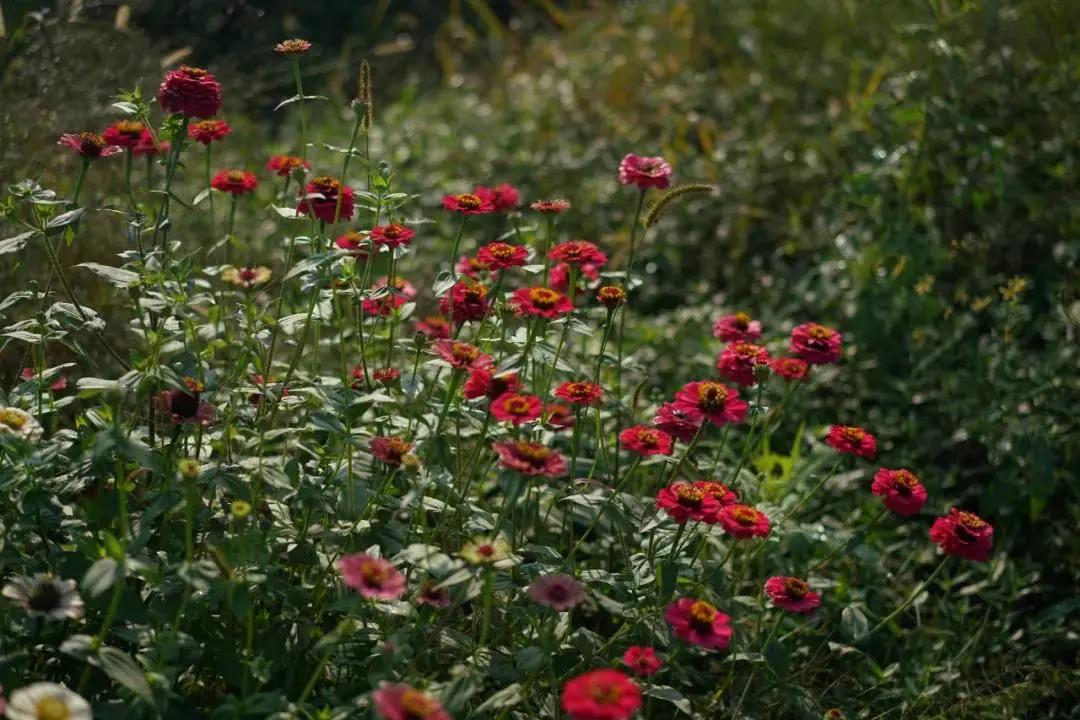 最会说情话的人全集,最会说情话的人