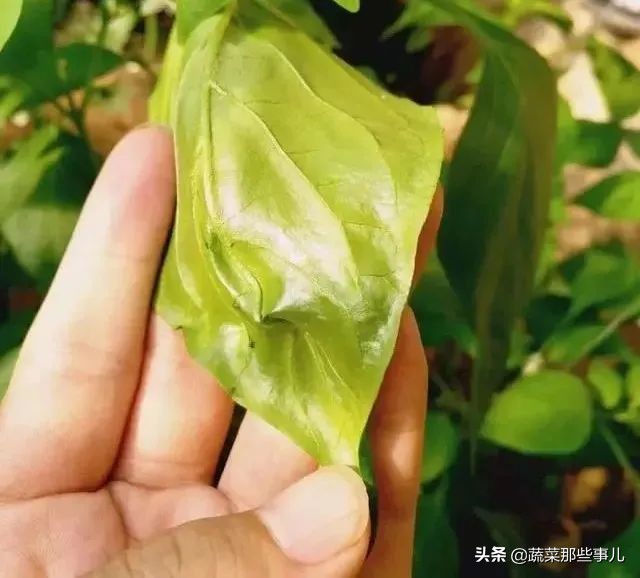 螨虫怎么解决,蔬菜螨虫防治用药