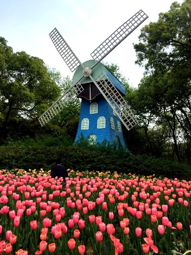为看郁金香飞一趟荷兰？无锡人说：别傻了！来无锡梅园吧