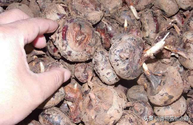 荸荠高产栽培新技术,新型高产荸荠亩产7000斤