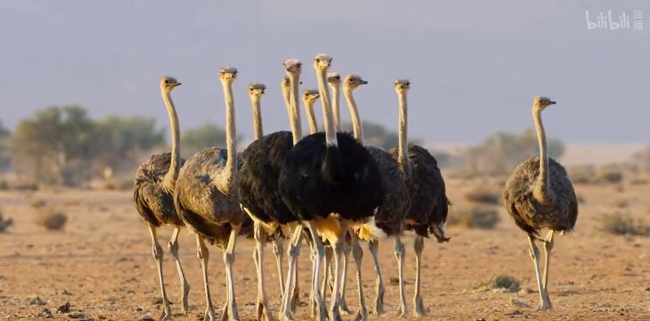 9.9恋爱游戏,9.9分恋爱番