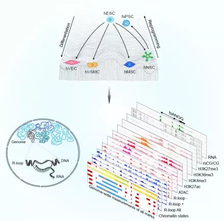 间充质干细胞治疗抑郁症,脑科学益生菌