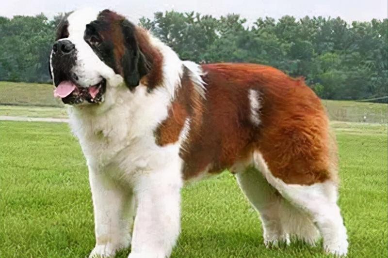 世界上体型巨大的狗,世界上体型最大的犬是什么犬