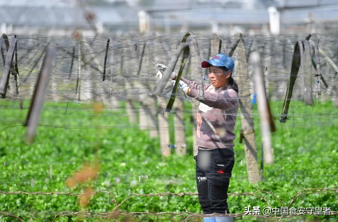 农业产业复工的最新政策,如何做好农产品稳产保供工作