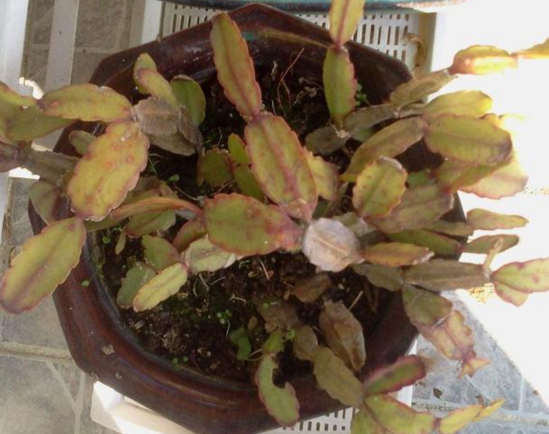 22种花耐旱耐热,天冷种花要注意什么