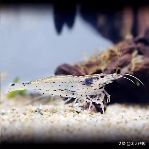 最高效的除藻工具虾,去除绿藻用什么虾