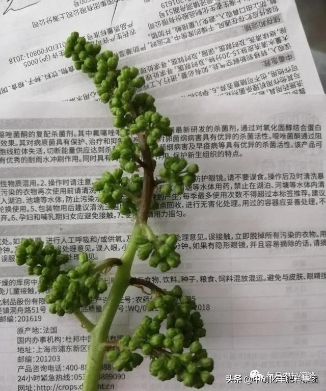 葡萄果穗上有药斑怎么办,葡萄果发黑是什么病害