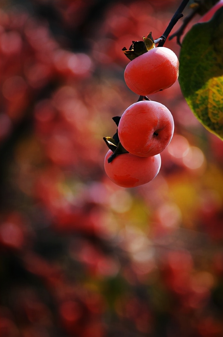 描写柿子的七绝古诗词,描写柿子的优美古诗词名句