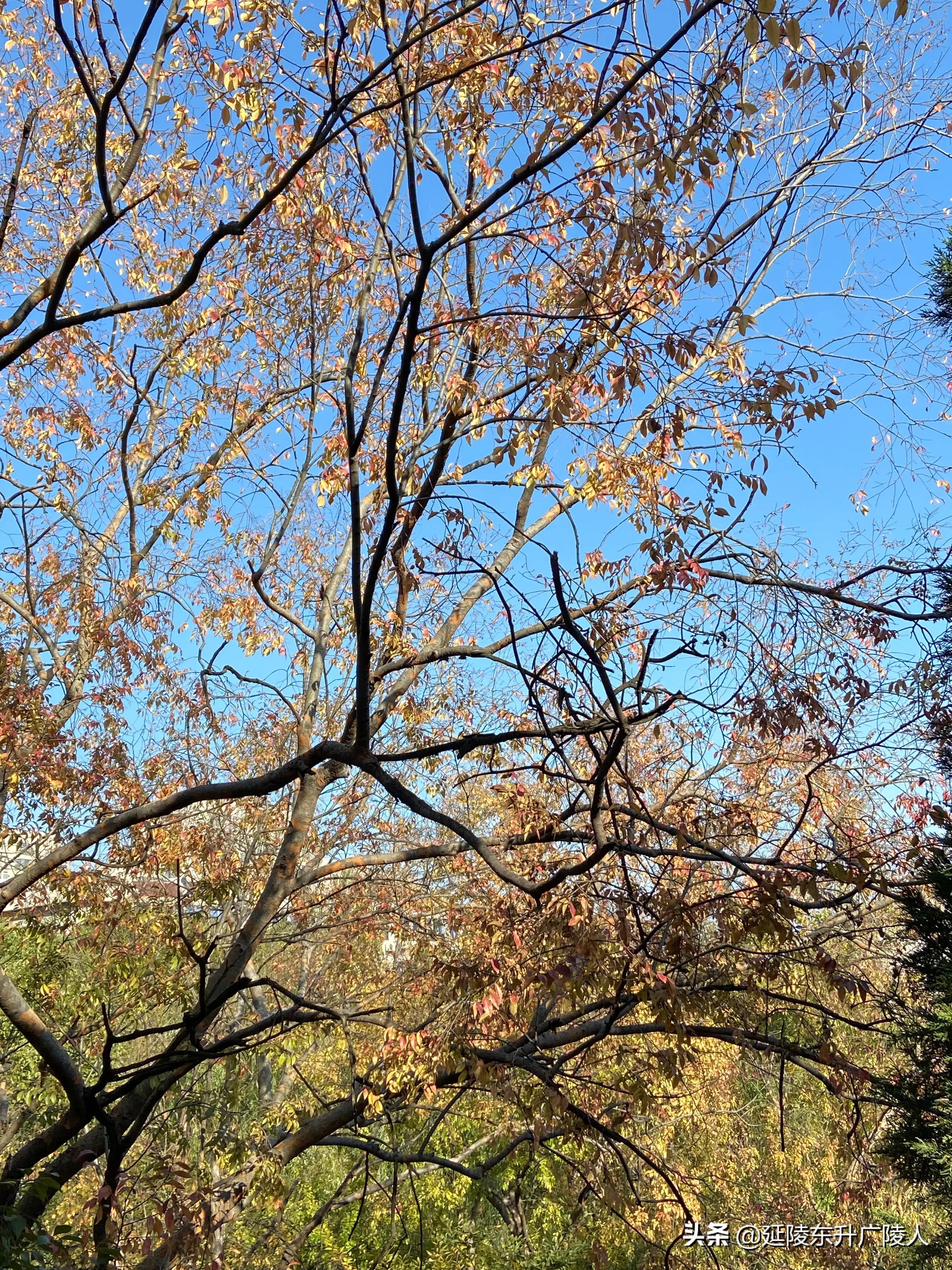 常州戚墅堰花溪公园溪事亭翠微亭烈士纪念广场戚机厂生活区的公园